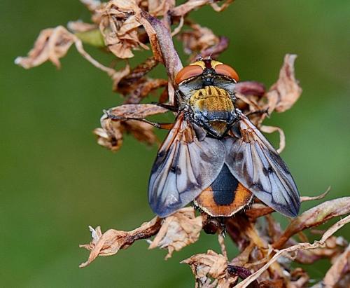 Ectophasia crassipennis